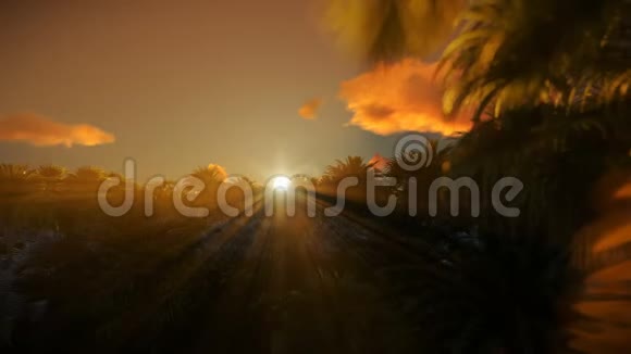 棕榈树森林和美丽的日出4K视频的预览图
