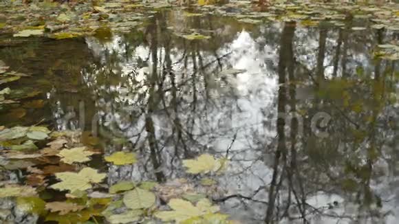 风秋池塘水面视频的预览图