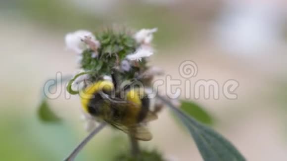 大黄蜂在开花母草上采集花蜜或花粉视频的预览图