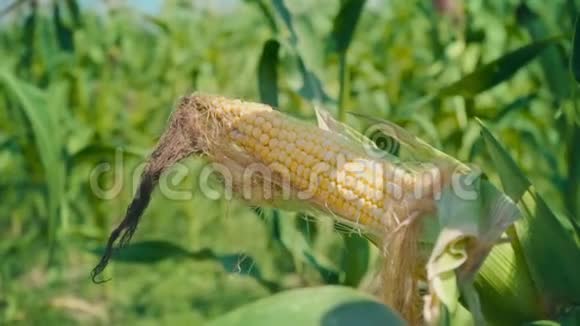 玉米地中的绿色茎上的玉米黄色的玉米棒还没有从茎上撕下来视频的预览图