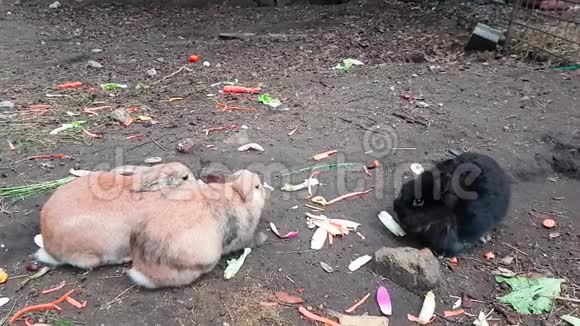 三只可爱的兔子吃蔬菜视频的预览图