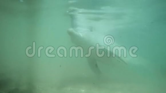 景区特写海豚镜头视频的预览图