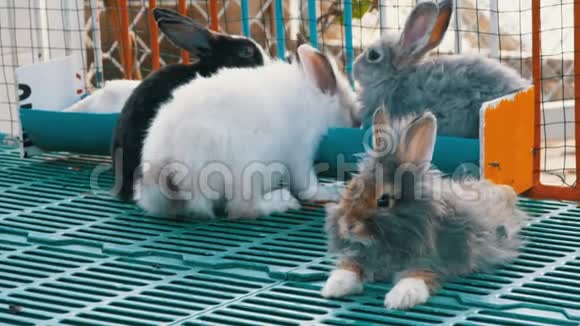 动物园笼子里有许多彩色毛茸茸的兔子老虎公园芭堤雅泰国视频的预览图