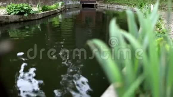 城市公园里有百合花的奇妙人工池塘城市公园人工池塘视频的预览图