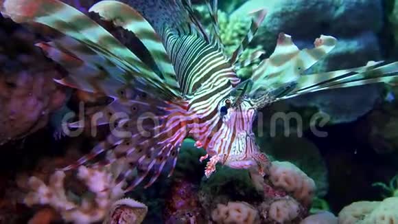 在珊瑚礁上盘旋的狮子鱼在红海里潜水埃及视频的预览图