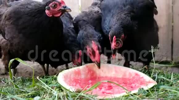 鸡在农场啄西瓜黑鸟在户外吃浆果视频的预览图