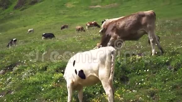 奶牛和阿尔卑斯山风景乡村视频的预览图