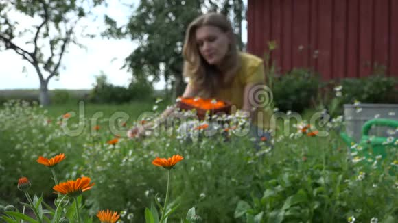 万寿菊金盏花盛开快乐的女人采摘草药4K视频的预览图