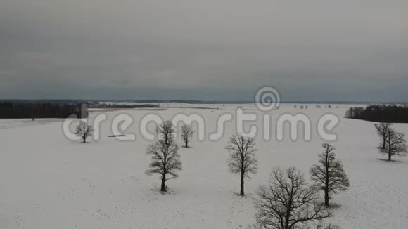 冬天的田野雪地上有橡木鸟瞰视频的预览图