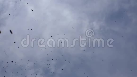 蜜蜂在蓝天上飞翔视频的预览图
