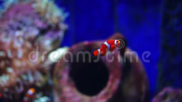 海葵鱼或小丑鱼水族馆或海洋馆鱼缸珊瑚礁动物视频的预览图