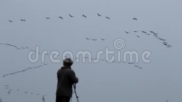 在德国比斯多夫附近拍摄迁徙的飞鹤视频的预览图