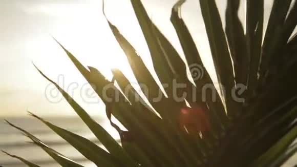 关闭棕榈树叶视频的预览图