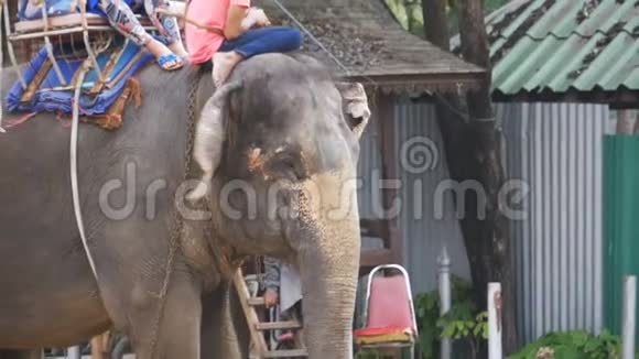 游客骑在大象身上泰国大象农场芭堤雅慢动作视频的预览图