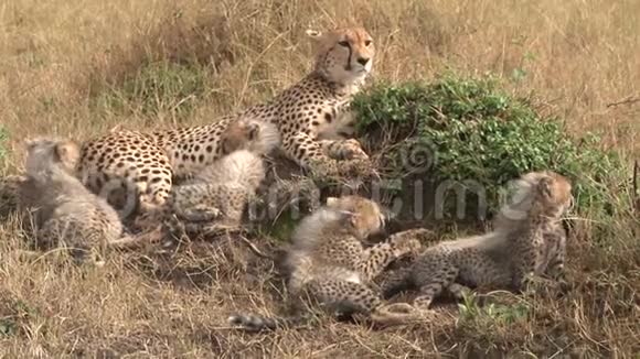 猎豹家族在肯尼亚休息视频的预览图