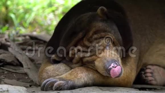 动物园里睡在岩石和树木之间的太阳熊的特写镜头视频的预览图