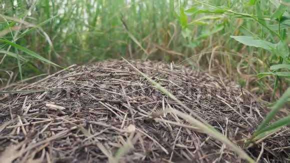 昆虫团队合作理念蚁丘在森林中森林生活方式中有蚂蚁的大蚁丘视频的预览图
