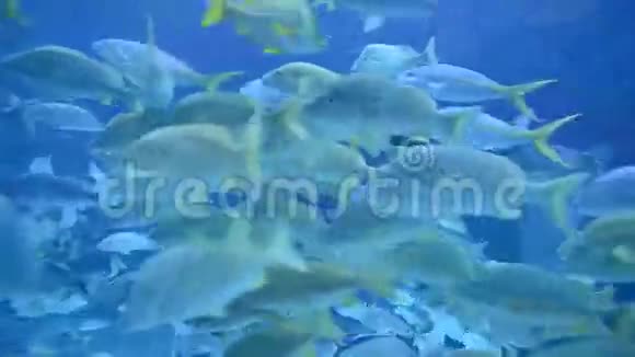 在水下疯狂的鱼视频的预览图
