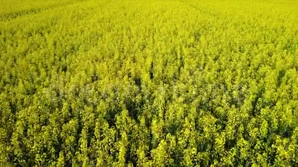 4K编译视频低飞行和起飞以上惊人的盛开的黄菜田春季鸟瞰晴天视频的预览图