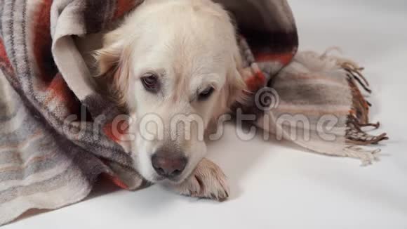 爱的宠物在家里大的善良的狗休息在秋天或寒冷的冬天在地毯下视频的预览图