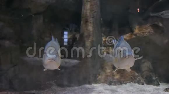 两条银鱼在巨大的水族馆里游泳视频的预览图