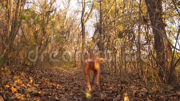 美丽的狗沿着布满狐狸的森林小径奔跑视频的预览图
