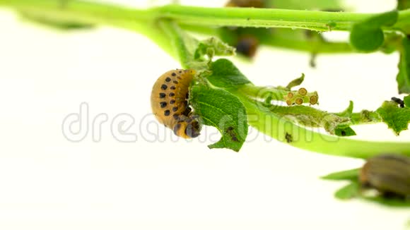 科罗拉多甲虫和幼虫在白色背景下吃马铃薯茎视频的预览图