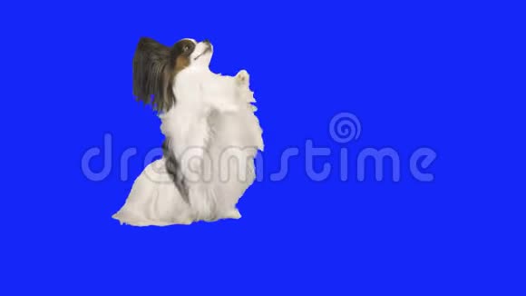 帕皮龙狗站在他的后腿上用蓝色的hromake股票录像视频的预览图