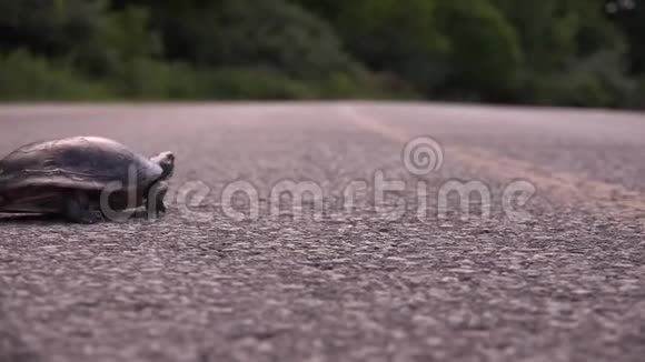 乌龟过马路视频的预览图