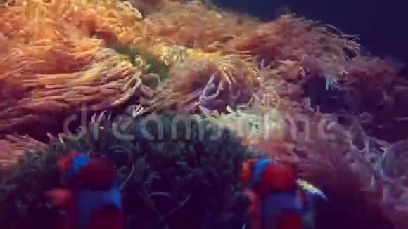 尼莫小丑鱼在海葵珊瑚礁中游泳视频的预览图