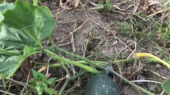 小胡瓜和南瓜正在花园里成熟视频的预览图