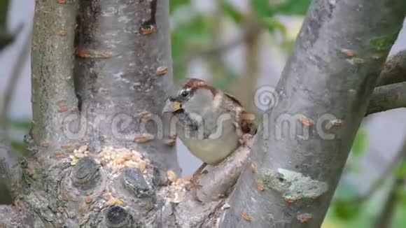 房子里的麻雀在树上寻找食物视频的预览图