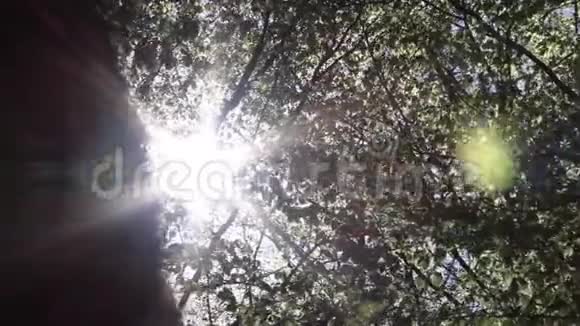 树后的太阳风和灯光的反射视频的预览图
