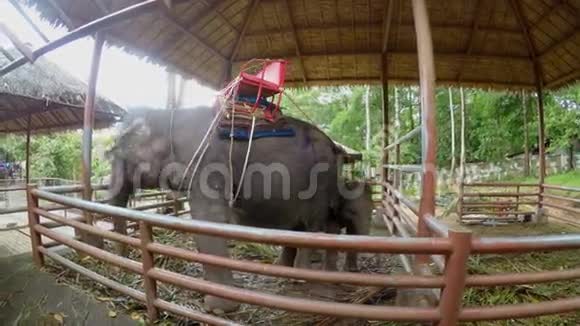 大象农场里的大象视频的预览图