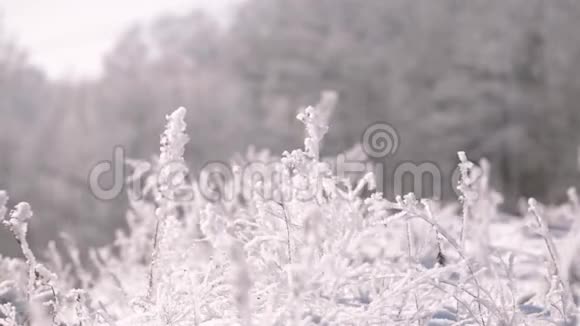 美丽的白雪公主森林在冬季霜冻日冬霜视频的预览图