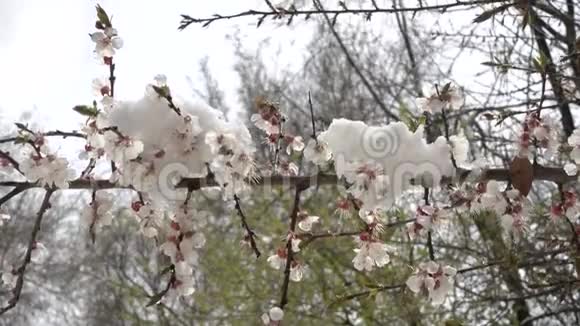 春树上的雪视频4k视频的预览图