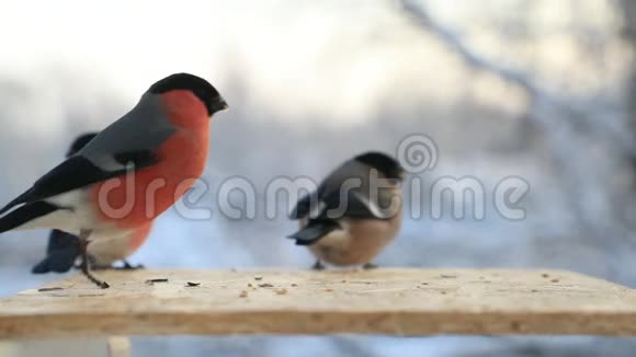 在冬季特写镜头鸟槽中的牛叉慢速视频视频的预览图