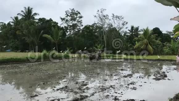 亚洲资深农民用拖拉机耕作稻田印度尼西亚巴厘岛视频的预览图
