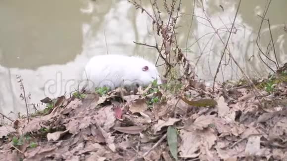 可爱的野生毛茸茸的河鼠营养在河岸吃面包4K特写慢镜头白色鱼视频的预览图