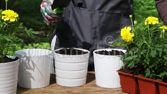 园丁把黄色的万寿菊种植到花盆里视频的预览图