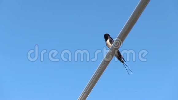 黑色的小丸子坐在拱门的金属管上在蓝天的背景下Chirpstwitte视频的预览图