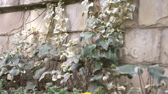 五颜六色的常春藤在石墙上4k慢动作视频的预览图