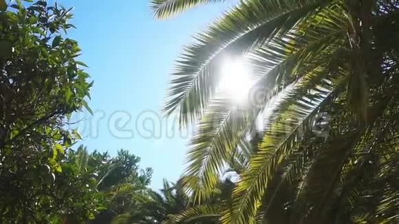 温暖的南方阳光明媚的一天太阳阳光穿过棕榈树的叶子视频的预览图