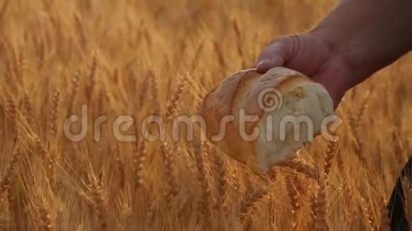 麦田的农夫手拿着准备好的面包背景是一片成熟的小麦视频的预览图