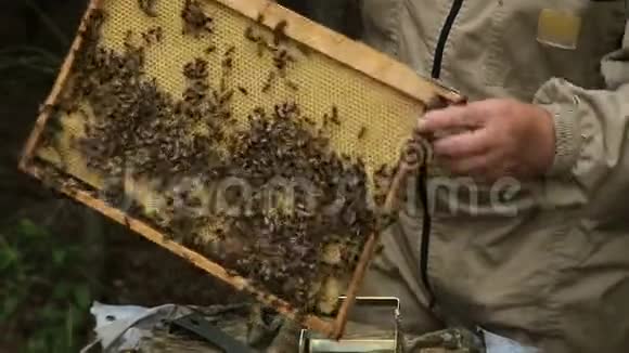养蜂人从蜂巢里拉框架视频的预览图