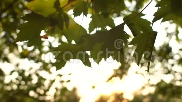 树上树叶上的太阳光视频的预览图