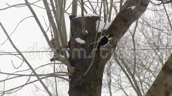 红胸啄木鸟爬树寻找食物抽取打猎冬季视频的预览图