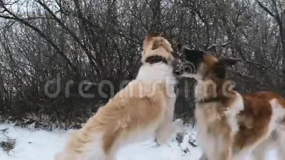 两只俄罗斯猎狼犬视频的预览图
