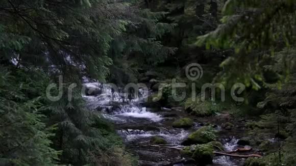 山河在林中流淌视频的预览图