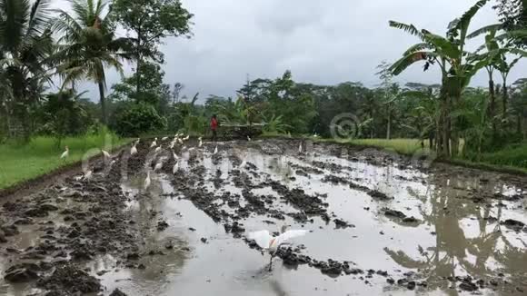 亚洲资深农民用拖拉机耕作稻田印度尼西亚巴厘岛视频的预览图